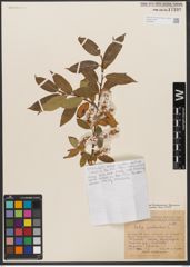 Foto von Salix pentandra L.